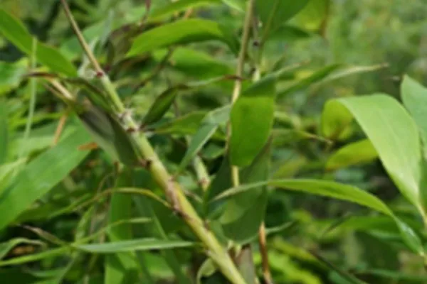 苦竹茹的功效与作用及禁忌
