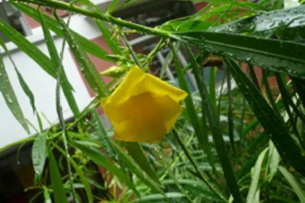 黄花夹竹桃叶的功效与作用及禁忌