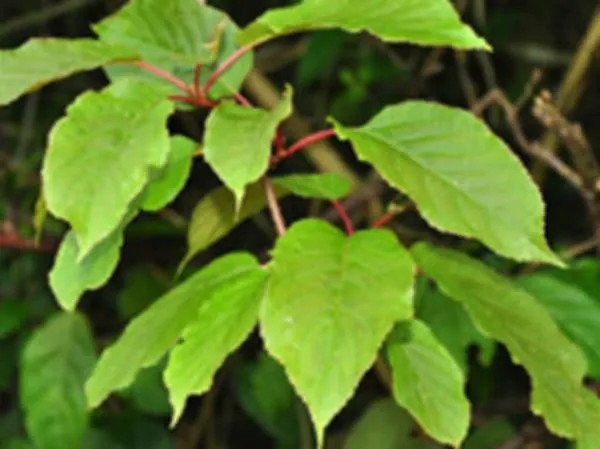 水梨藤的功效与作用及禁忌