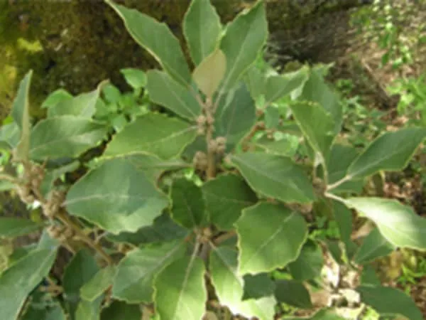 锥连栎的功效与作用及禁忌