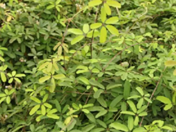 五叶木通的功效与作用及禁忌
