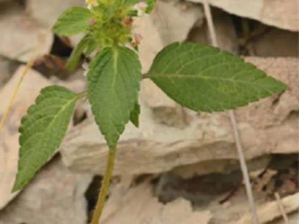 鼬瓣花的功效与作用及禁忌