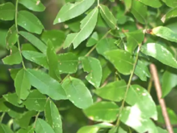 皂荚叶的功效与作用及禁忌