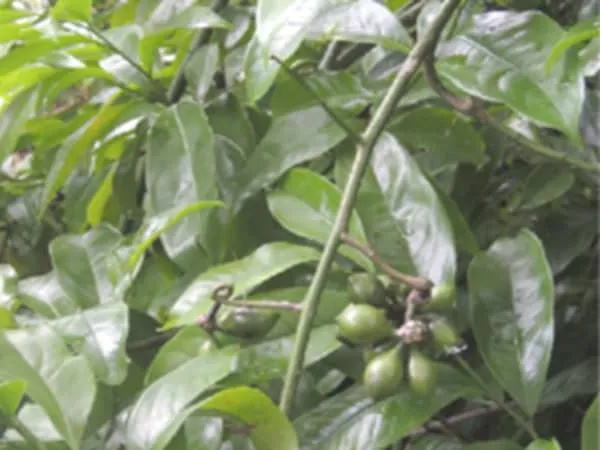 鹰爪花根的功效与作用及禁忌