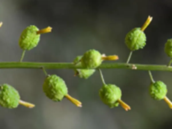 云南小草蔻的功效与作用及禁忌