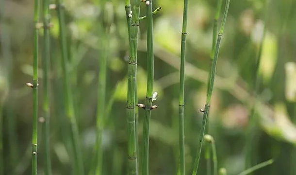 节节草的功效与作用及禁忌