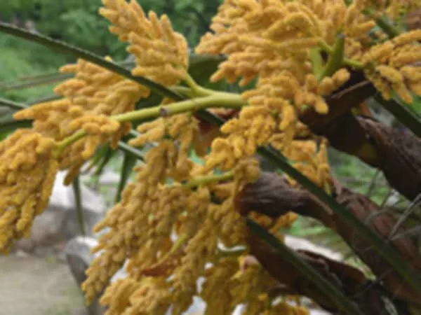棕榈花的功效与作用及禁忌