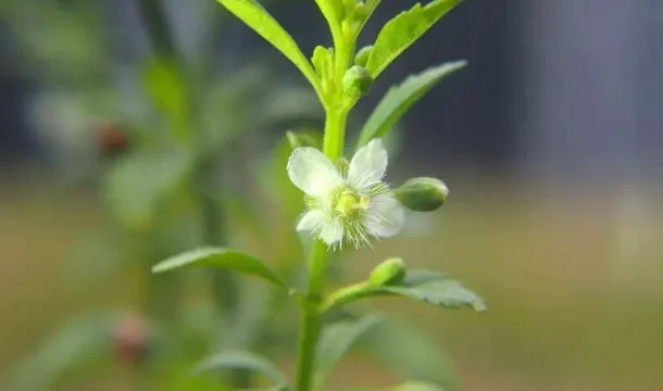 野甘草的功效与作用及禁忌