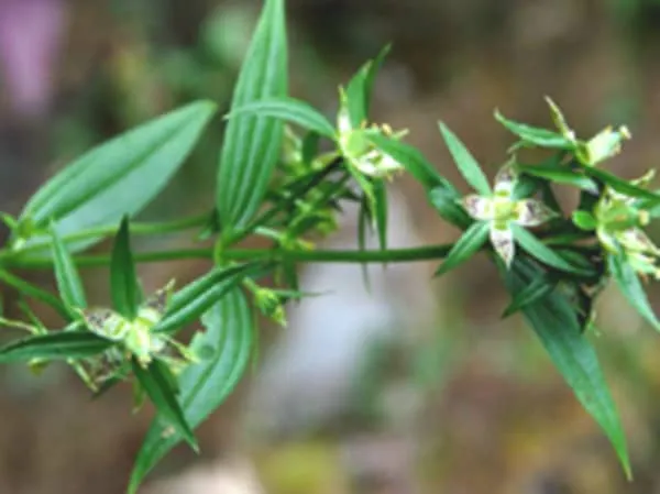 翼梗獐牙菜的功效与作用及禁忌