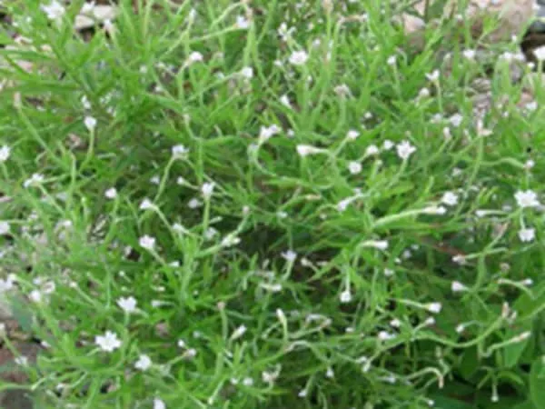 水湿柳叶菜的功效与作用及禁忌