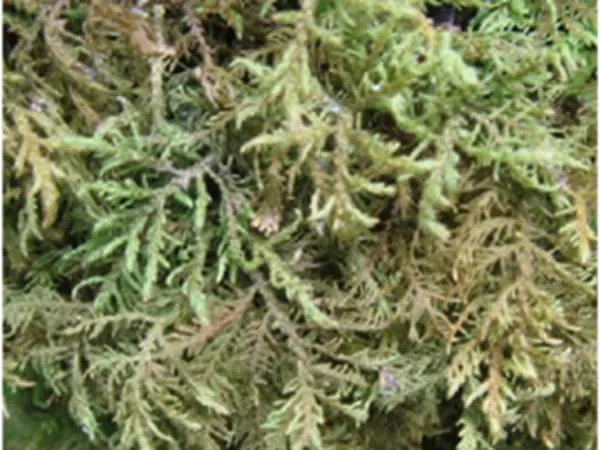 大羽藓的功效与作用及禁忌