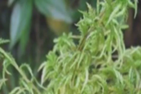 细叶泥炭藓的功效与作用及禁忌