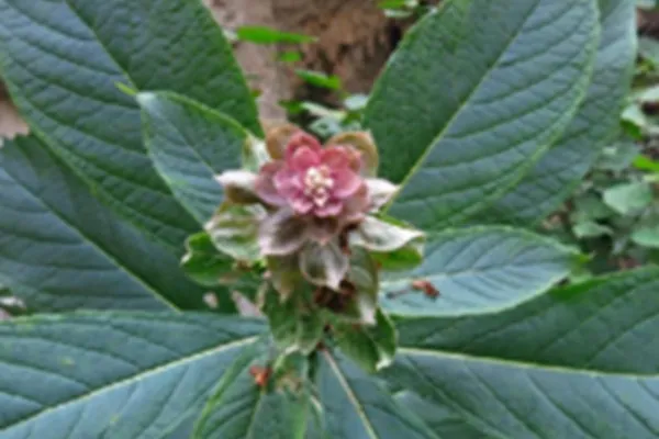 三对节的功效与作用及禁忌