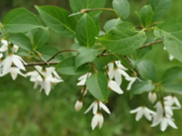 野茉莉的功效与作用及禁忌