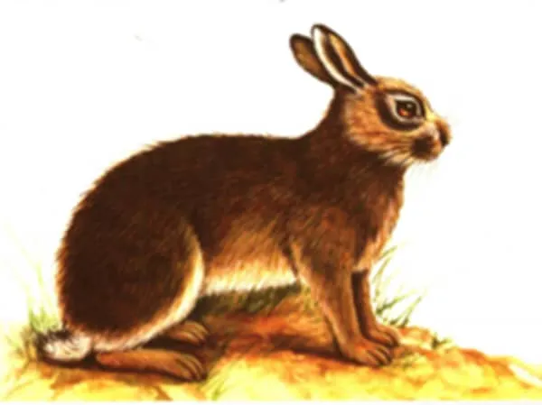 兔肝的功效与作用及禁忌