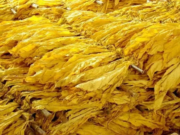 烟草的功效与作用及禁忌