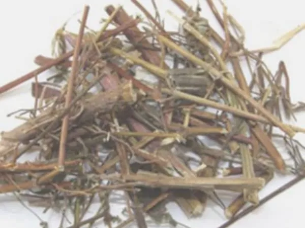 豨莶的功效与作用及禁忌