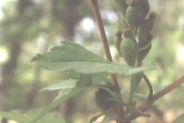 狭果茶藨的功效与作用及禁忌