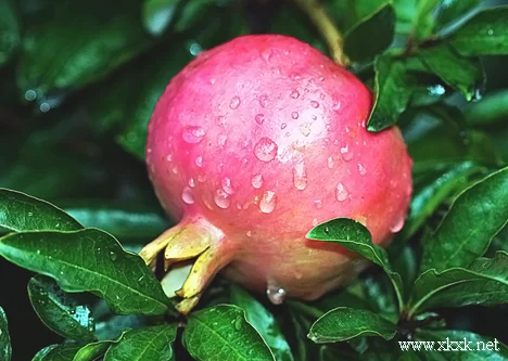 秋季必吃 11种最美腿养腿蔬果