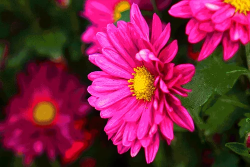 菊605.webp