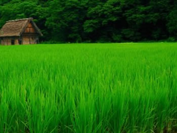 蜂蜜怎么去黑头